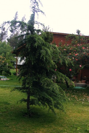 Arboles Ornamentales